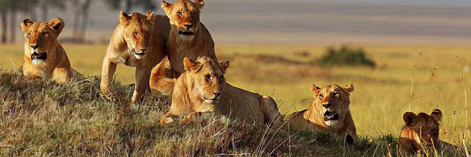 Mara-North-Cons 1.webp